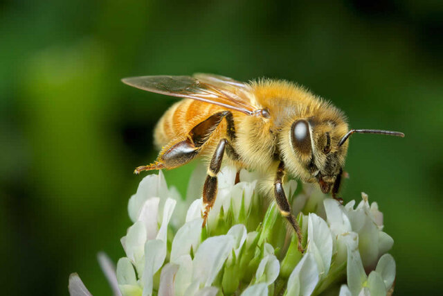 زنبورهای عسل، نگهبانان تنوع زیستی