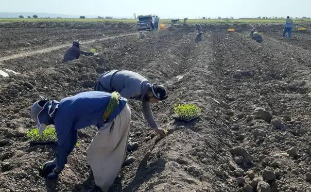 آغاز کشت نشایی خربزه برای اولین بار در جوین