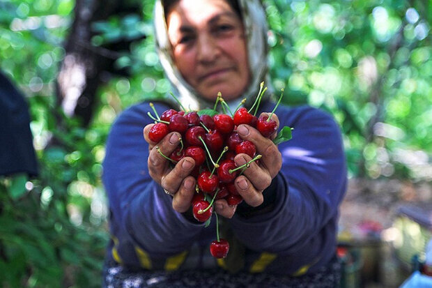 رتبه سوم مشهد از لحاظ سطح زیر کشت گیلاس در خراسان رضوی