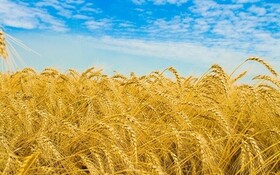 خرید بیش از ۱۳ هزار تن گندم مازاد برنیاز از کشاورزان خراسان رضوی
