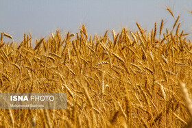 خرید تضمینی بیش از ۲۴ هزار تن گندم در خراسان رضوی