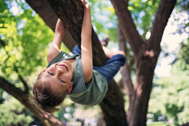 تاثیر درختان بر رشد و تکامل مغز کودکان
