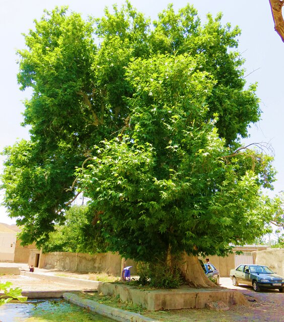 ثبت درخت چنار کهنسال قنات روستای فودنجان در فهرست میراث طبیعی ملی ایران
