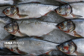 افزایش ۵۰ درصدی قیمت ماهی در سال جاری