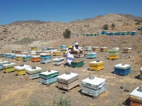 برداشت ۱۹۰ تن عسل بهاره در شهرستان سبزوار