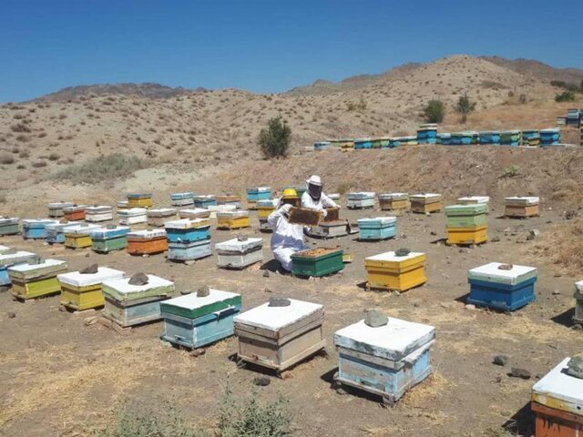 برداشت ۱۹۰ تن عسل بهاره در شهرستان سبزوار