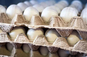 کاهش تولید و افزایش قیمت تخم‌مرغ در بازار مشهد