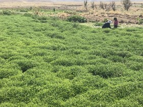 برداشت نعناع از ۲۰ هکتار اراضی زیر کشت این محصول در بجستان