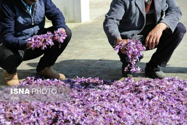 بحران کم‌آبی، نمک بر زخم زعفران کاران گناباد