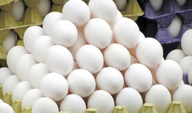 خوراک دام تامین نشود قیمت تخم‌ مرغ افزایش خواهد یافت