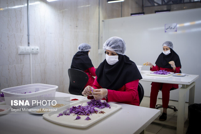 تولید سالانه ۳۶ تن زعفران در تربت‌حیدریه/ عدم حمایت دولت منجر به نزول جایگاه صنعت زعفران می‌شود