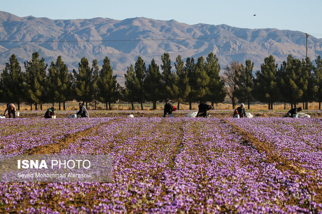 افزایش ۳۰۰ درصدی قیمت زعفران طی سال جاری