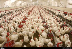 تولید ۱۲۵ هزار تن گوشت مرغ در خراسان رضوی از ابتدای سال