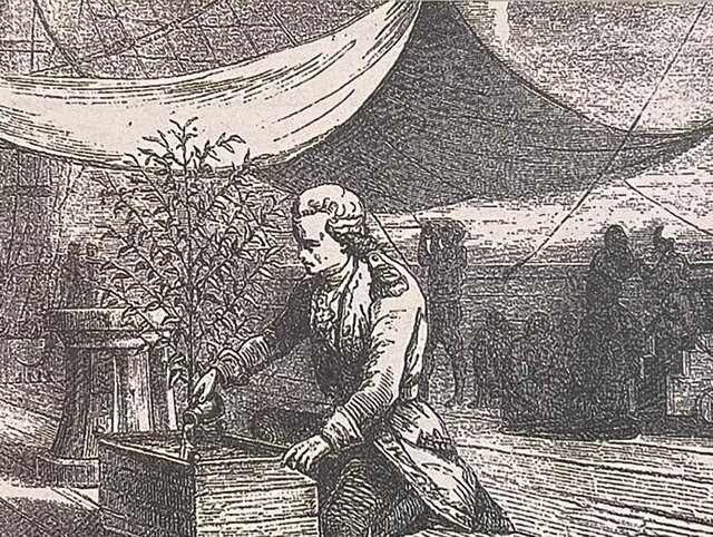 توطئه هلندیها برای شکست انحصار قهوه