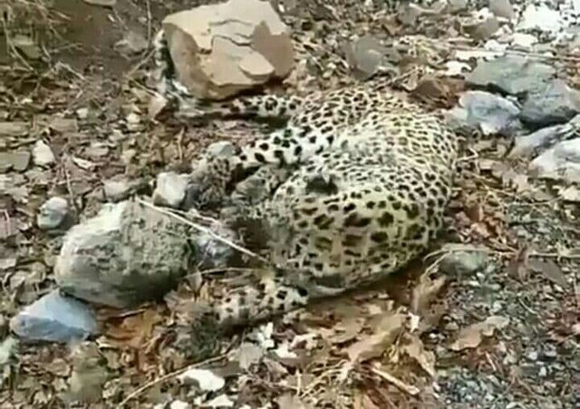 عکس تزئینی است پیدا شدن لاشه پلنگ در محدوده مرزی منطقه حفاظت شده تجن سرخس