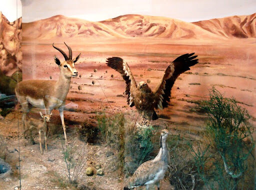 نگاهی به نمایش تاریخ طبیعی و باستانی در موزههای گناباد