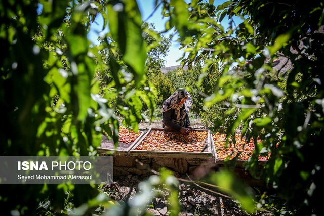 عکس از آرشیو فرآوری اصولی آلو در پایتخت آلوی ایران جدی گرفته نشده است