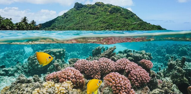 تجربه عاشقانهای آرام در طبیعت بکر پلینزی فرانسه