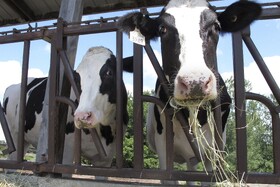 آیا شیر گاوها و بزهای واکسینه‌شده علیه کووید ۱۹ پتانسیل  ایمنی جمعی دارد؟
