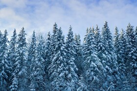 تغییرات آب‌وهوایی سردترین جنگل زمین را به شمال منتقل می‌کند