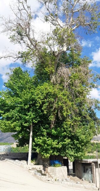 ثبت درختان چنار کهنسال «شهر بار» نیشابور در فهرست آثار ملی ایران