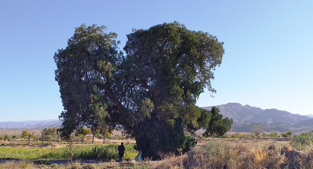 ثبت درخت سرو نوش کهنسال روستای زیبَد گناباد در فهرست آثار ملی ایران