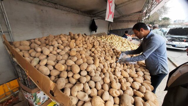 راه‌اندازی ۱۰ جایگاه عرضه مستقیم سیب‌زمینی در مناطق پرجمعیت و کم‌برخوردار مشهد