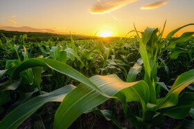 چگونه اثرات زیست‌محیطی کشاورزی کاهش می‌یابد؟