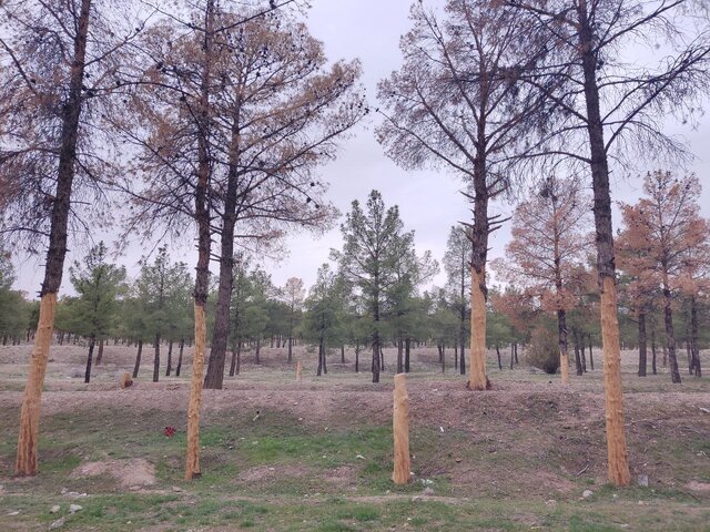 خشکاندن ۱۰۰۰ درخت کاج در کاشمر