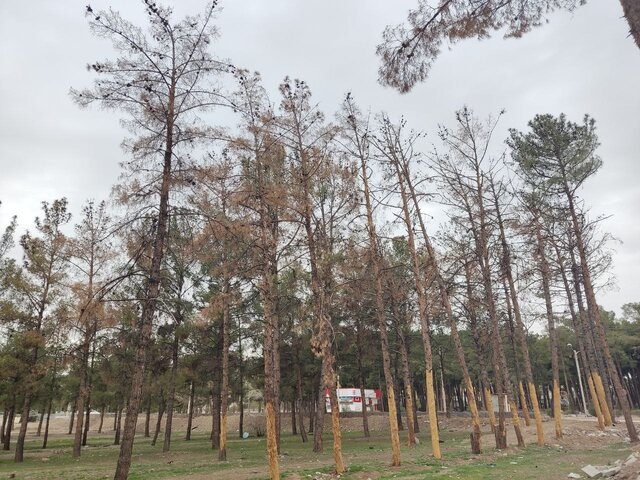 خشکاندن ۱۰۰۰ درخت کاج در کاشمر