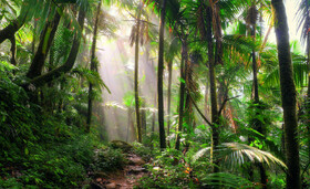 جنگل‌های استوایی؛ بیمه‌ سیاره‌ زمین