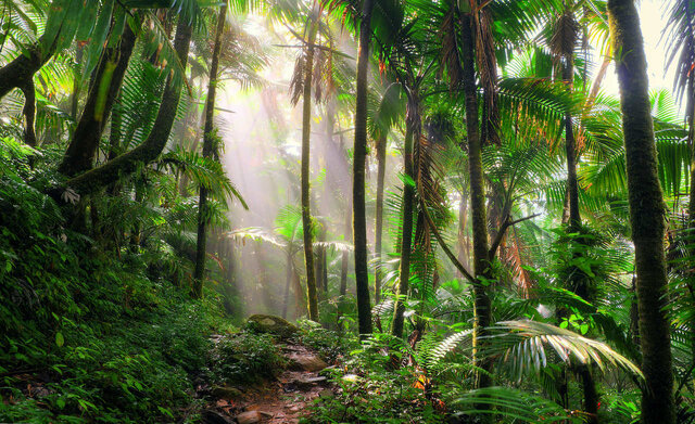 جنگل‌های استوایی؛ بیمه‌ سیاره‌ زمین