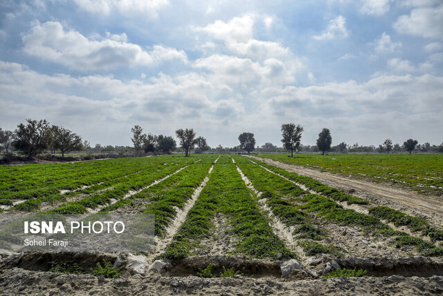 عکس تزئینی است افتتاح بوستان کشاورزی شهری در مشهد/ واگذاری ۲۰۰ مزرعه به شهروندان