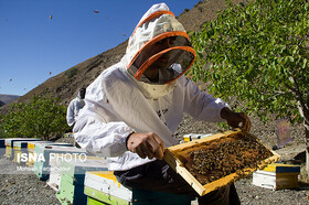 کوچ زنبورداران از مناطق سردسیر کشور به استان هرمزگان