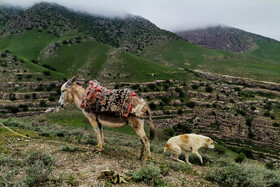 ایران زیباست؛ دره «ارغوان» 16