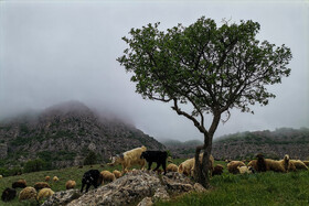 ایران زیباست؛ دره «ارغوان» 13