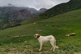 ایران زیباست؛ دره «ارغوان» 21