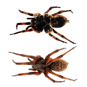 ۶ گونه جدید عنکبوت در ایران کشف شد