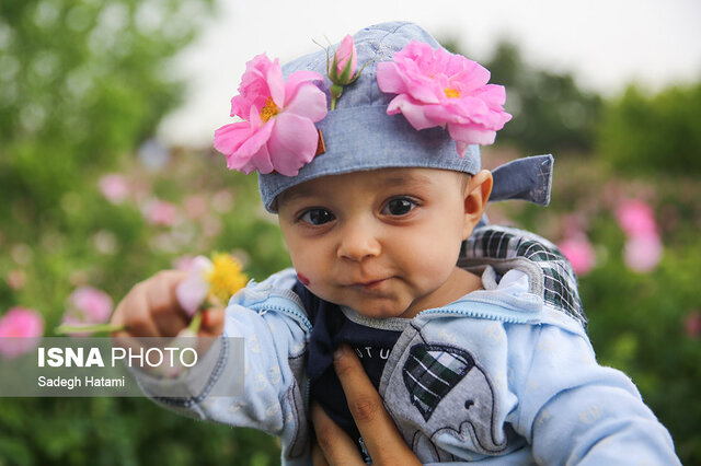 پیشبینی برداشت ۳۵۰۰ تن گل محمدی در خراسان رضوی