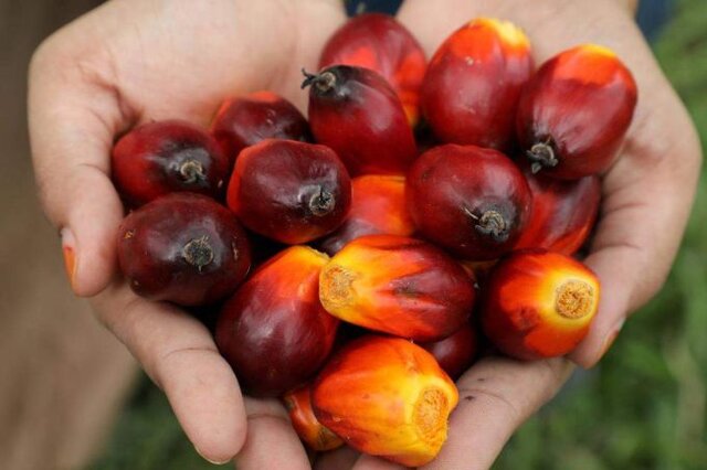 بحران جهانی غذا به اوج نزدیک خواهد شد؟ بحران جهانی غذا به اوج نزدیک خواهد شد؟