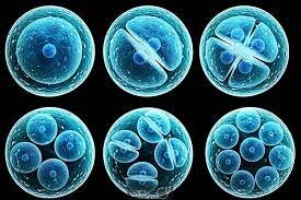 سومین سمپوزیوم بین‌المللی «سلول‏های‌بنیادی و پزشکی‌بازساختی» در مشهد