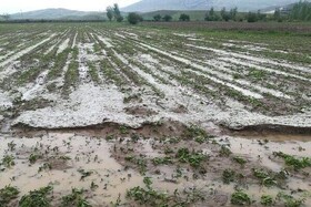 خسارت ۲۸ هزار میلیاردی بارندگی‌ و سیل به کشاورزی خراسان رضوی