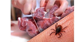 مرگ‌ومیر ناشی از تب کریمه کنگو در  ۵ سال اخیر نداشته‌ایم