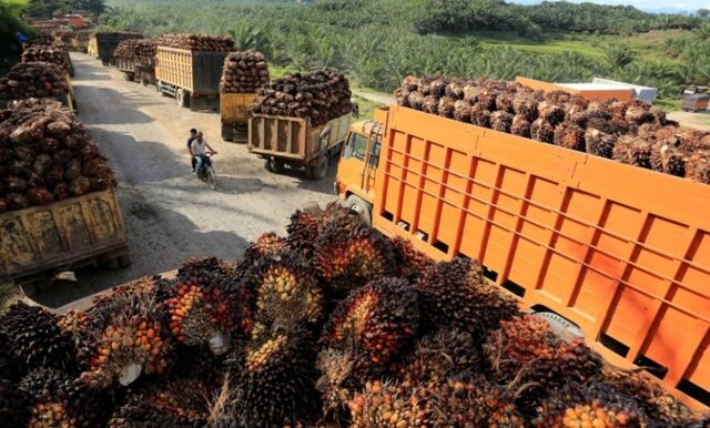 غول تولیدکننده روغن پالم در جهان، صادرات روغن را از سر میگیرد غول تولیدکننده روغن پالم در جهان، صادرات روغن را از سر میگیرد