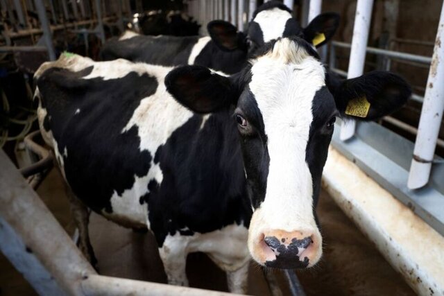 بالاترین تورم قیمت موادغذایی بریتانیا در ۱۳ سال گذشته بالاترین تورم قیمت موادغذایی بریتانیا در ۱۳ سال گذشته