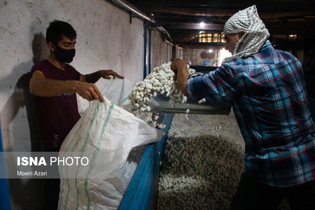 سیستم اربابرعیتی در حرفه ابریشمکشی یکی از معضلات است