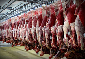 استحصال بیش از ۱۷ هزار تن گوشت قرمز در خراسان رضوی