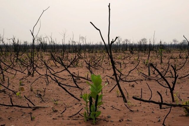 از دست‌دادن تنوع‌زیستی و آسیب به اقتصاد