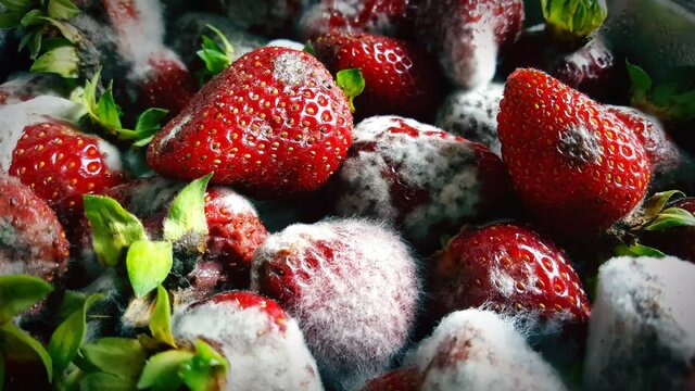 غذاهای حاوی کپک پنهان که باید از مصرف آن اجتناب کرد غذاهای حاوی کپک پنهان که باید از مصرف آن اجتناب کرد