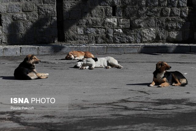 سگ‌های رها شده در شهر کاریز باید ساماندهی شوند